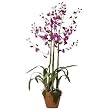 Dancing Lady Silk Orchid Arrangement w/Moss Pot