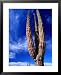 Cardon Cactus Pachycereus Pringlei, World's Tallest Species of Cactus, Endemic to Baja California Framed Art Poster Print by Brent Winebrenner, 25x31