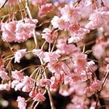 ��[�T�N���E�G�h�q�K���n]�F���d�g�}����[���G�x�j�V�_��]�ږ�1�N�c��c���ȃ|�b�g