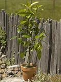 Miniature Blood Orange Tree, Eco-Friendly - Veriflora Certified, 2
