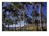 Anakena Beach, Easter Island, Chile Photographic Poster Print, 24x18