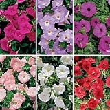 Petunia Seeds - Petunia Avalanche Collection