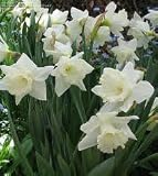 41NU TmyKAL. SL160  12 Large White and Yellow Foresight Daffodil Flower Bulbs
