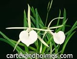 Brassavola nodosa 'Mendenhall' AM/AOS
