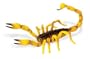 Safari: Scorpion