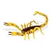 Safari: Scorpion