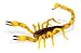 Safari: Scorpion