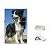 Border Collie Flip Top Lighter