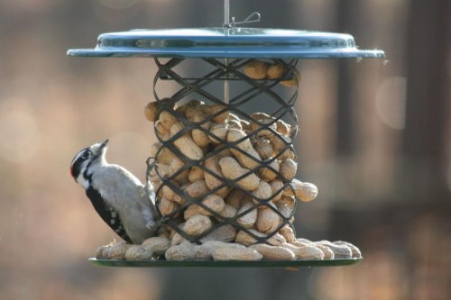Birds Choice Whole Peanut Metal Feeder
