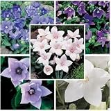 Balloon Flower Seeds - Balloon Flower Astra Mix
