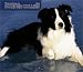 Book For the Love of Border Collies Deluxe 2004 Calendar