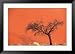 Acacia Tree in Front of Dune, Sossusvlei, Namibia Framed Photographic Poster Print by Andrew Parkinson, 38x27