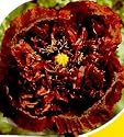 Black Turkish Somniferum Poppy 200 Seeds - Papaver somniferum