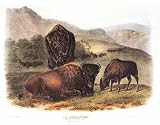 American Bison (Family) Poster Print