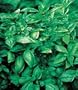 Basil, Sweet 1 Pkt. (480 seeds)