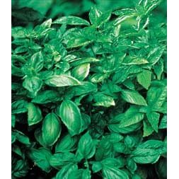 Basil, Sweet - 1 Pkt. (480 seeds)
