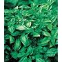 Basil, Sweet - 1 Pkt. (480 seeds)