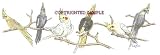 Cockatiels - Drawing by Cindy Farmer