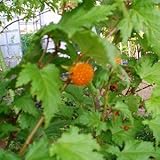 日本の木いちご：モミジイチゴ[もみじ葉イチゴ] 4号ポット[本州山野に自生するキイチゴ]