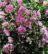 Crape Myrtle Petite Orchid Five Gallon
