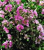 Crape Myrtle Petite Orchid Five Gallon