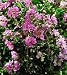 Crape Myrtle Petite Orchid Five Gallon