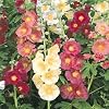 Hollyhock Perennial Mix Seeds, 500 mg