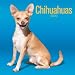 Chihuahuas 2009 Square Wall Calendar