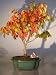 Bonsai Boy's Burning Bush euonymous 'little moses'