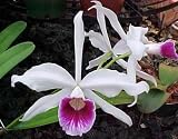 Lawn & Patio - Laelia purpurata Species Orchid Plant [CAT030]
