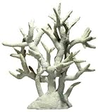 STAGHORN CORAL XX LG NAT