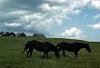 Work Horses Get a Break on a Kansas Farm, ca. 1942 - 16" x 20" - Picturesque Fine-Art Gicl??e Photographic Print of an Image from the Library of Congress Collection