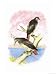 Red-Tailed Hawks Premium Poster Print by Theodore Jasper, 12x16