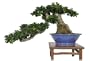 Brussel's Green Island Ficus Specimen Tree