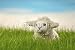 Wallmonkeys Peel and Stick Wall Decals - Lamb I - Removable Graphic