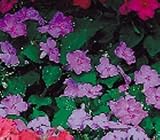 Impatiens Seeds - Impatiens Shady Lady Sky Blue Hybrid