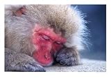 Japanese Macaque, Hell Valley, Nagano, Japan Photographic Poster Print by Ralph Reinhold, 32x24