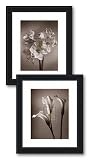 Calla Lily by Bill Philip, 15x17