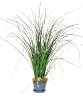 POTTED PRESERVED GRASS 48"H