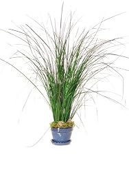 POTTED PRESERVED GRASS 48"H