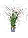 POTTED PRESERVED GRASS 48"H