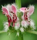 Motherwort 50 Seeds Herb for Nervous System