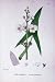 Botany Plants C1902 Common Arrow-Bead Sagittaria Flower