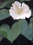 WHITE MOONFLOWER VINE 10 SEEDS
