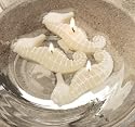 Sea Horse Candles