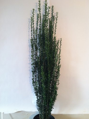 10 Sky Pencil Holly Large Plants!!! 4-5 Feet Tall !!!