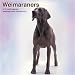 Weimaraners 2010 Wall Calendar