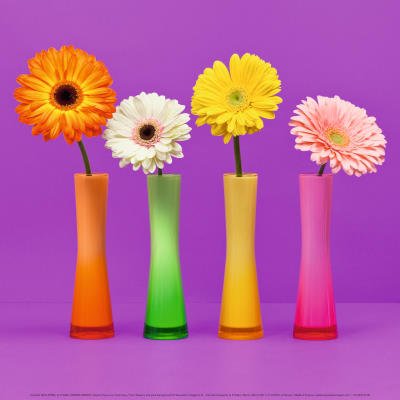 (12x12) Soulayrol Baron-Morin Four Flowers & Pink Background Art Print Poster