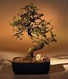 Bonsai Boy`s Chinese Elm Bonsai Tree-Medium<br><i>(Ulmus Parvifolia)</i>