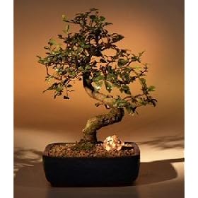 Bonsai Boy's Chinese Elm Bonsai Tree-Medium(Ulmus Parvifolia)
